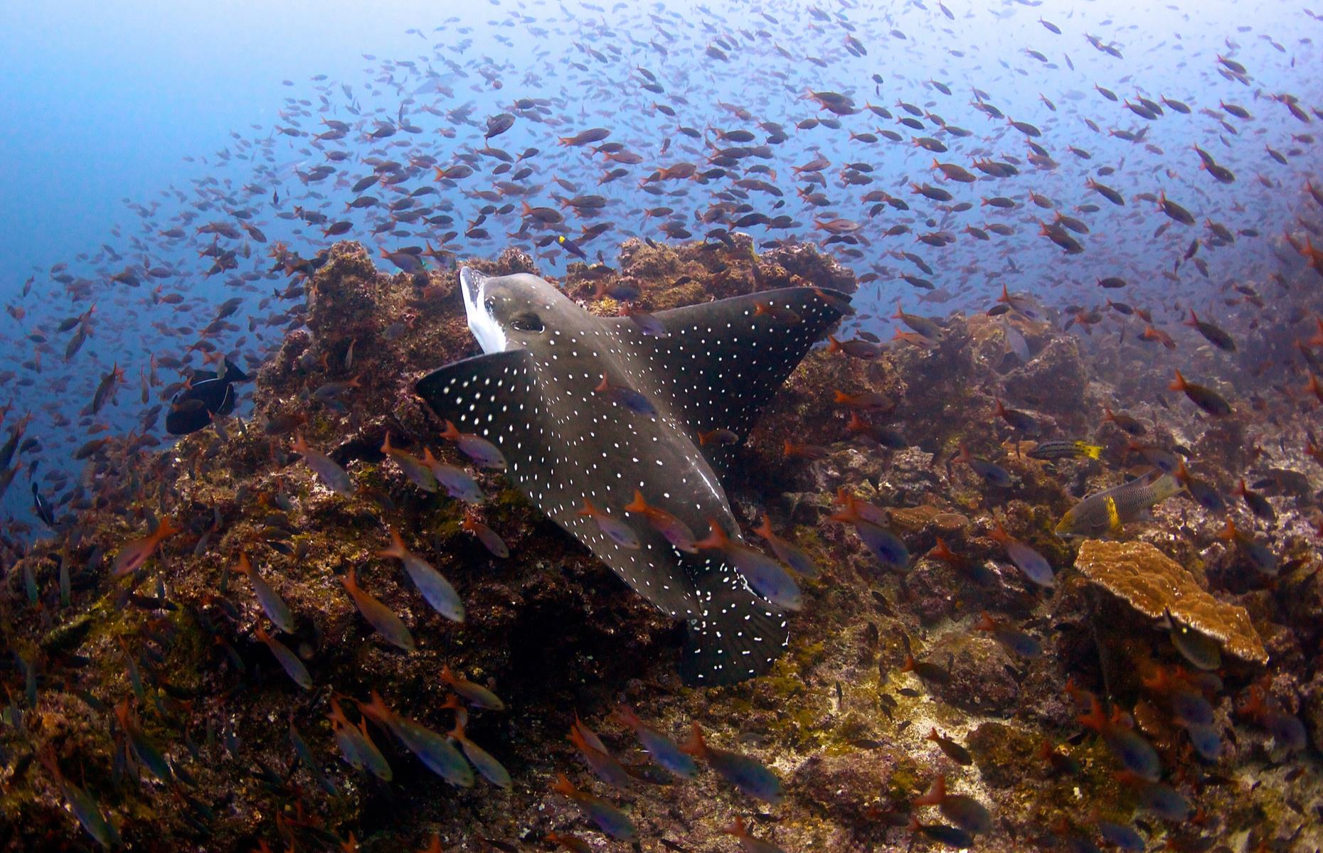 Cocos Island National Park, Costa Rica